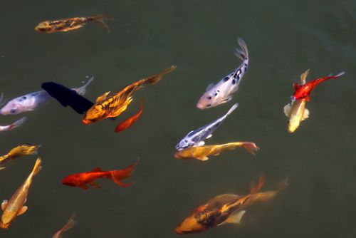 景觀魚池水處理設備--你要知道的景觀水處理系統的常見問題!